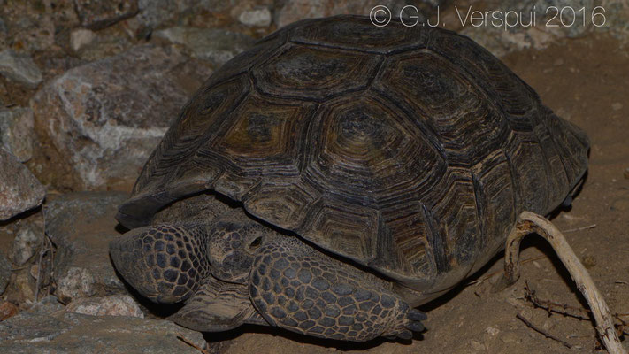 Desert Tortoise (Gopherus agassizii) Just outside of his burrow where he stayed for almost 2 hours in the same place. In Situ