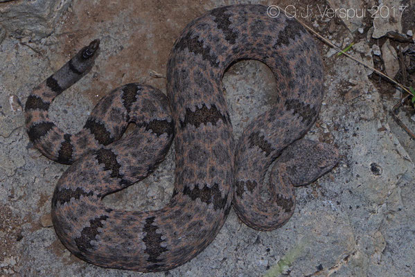 Crotalus lepidus lepidus