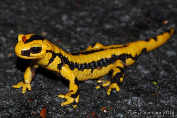 Fire Salamander - Salamandra salamandra fastuosa (Male)    In Situ