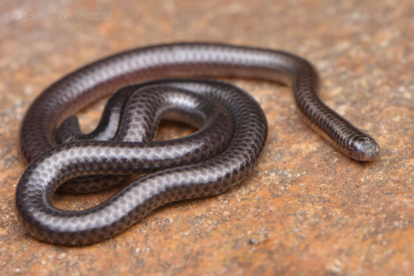 Pitman's Worm Snake - Leptotyphlops pitmani
