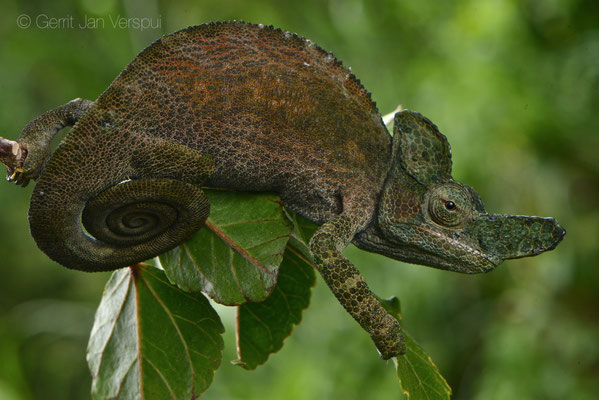 Male Rwenzori Plate-nosed Chameleon - Kinyongia xenorhina