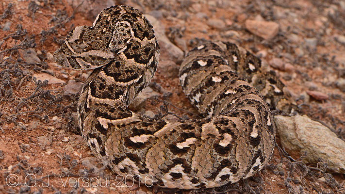 Bitis arietans