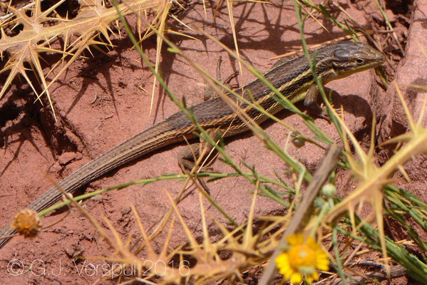 Psammodromus algirus