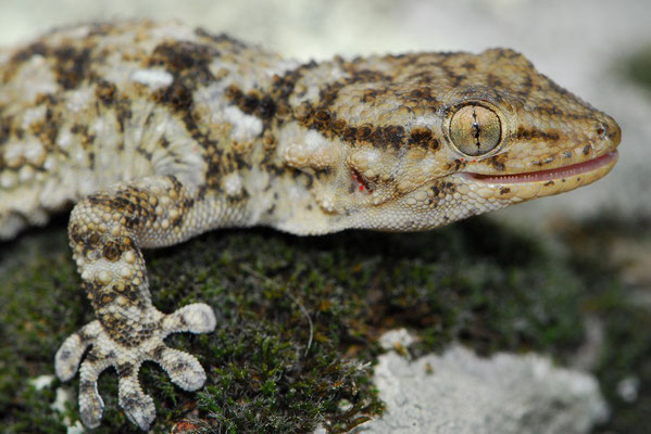 Moorish Gecko - Tarentola mauritanica 