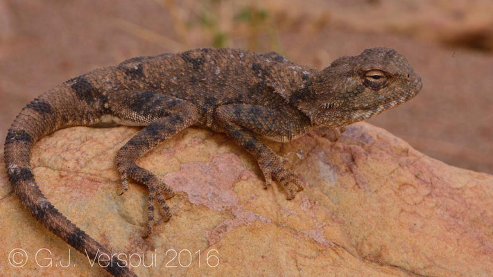 Trapelus boehmei