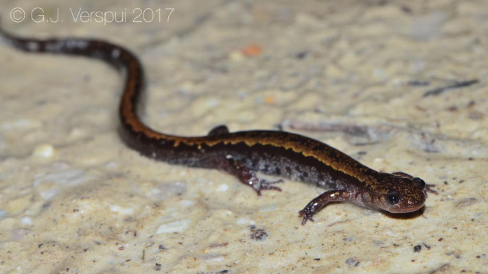 Golden-striped salamander -Chioglossa lusitanica, in situ