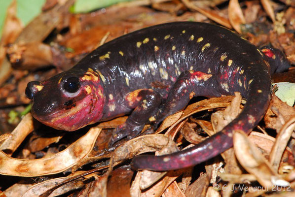 Fire Salamander - Salamandra salamandra gallaica    In Situ