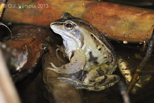 Male Moor Frog - Rana arvalis   In Situ