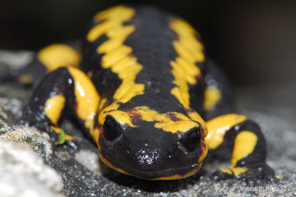  Fire Salamander - Salamandra salamandra, intergrade bejarae/fastuosa