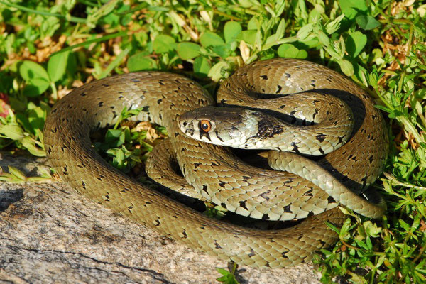 Grass Snake - Natrix natrix 