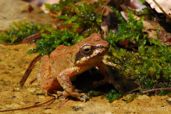  Pyrenean Stream Frog - Rana pyrenaica