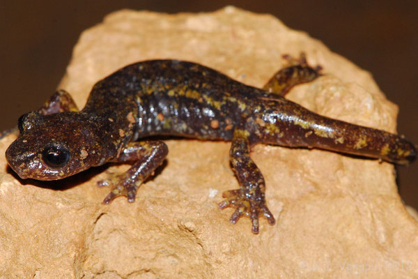 Italian Cave Salamander - Speleomantes italicus 