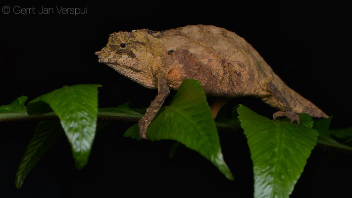 Boulenger's Pygmy Chameleon - Rhampholeon boulengeri