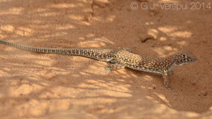 Nidua Fringe-Fingered Lizard - Acanthodactylus scutellatus, In Situ