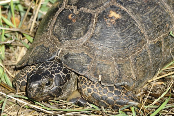 Marginated Tortoise - Testudo marginata 
