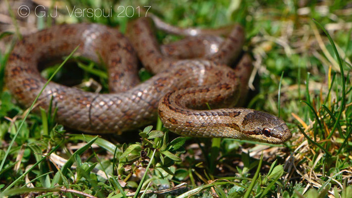 Smooth Snake - Coronella austriaca