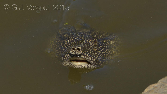 African Softshell Turtle - Trionyx triunguis    In Situ