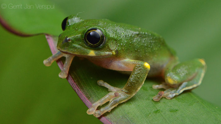 Kivu Tree Frog - Leptopelis kivuensis