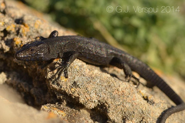  Lilford's Wall Lizard - Podarcis lilfordi jordansi