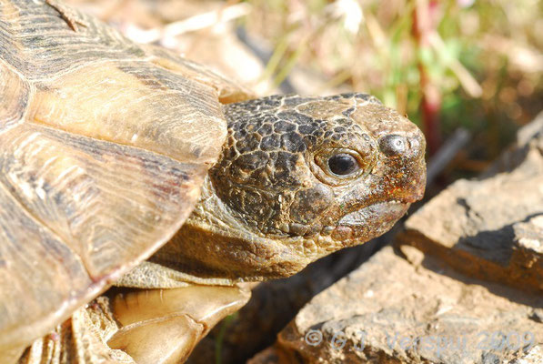 Spur-thighed Tortoise - Testudo graeca 