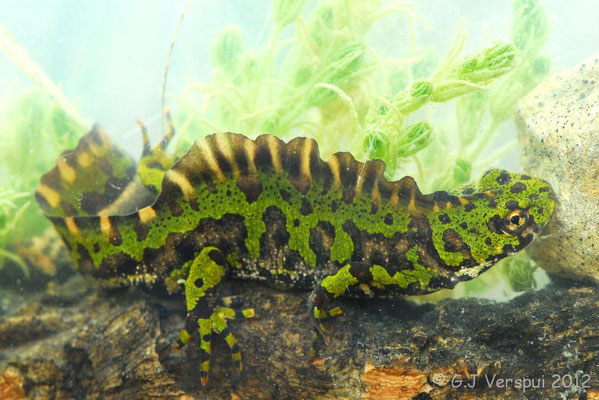 Marbled Newt - Triturus marmoratus