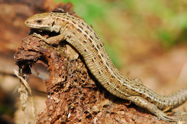 Viviparous Lizard - Zootoca vivipara 