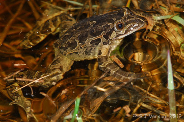 Iberian Painted Frog - Discoglossus galganoi    In Situ