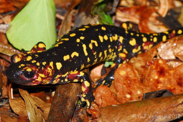 Fire Salamander - Salamandra salamandra gallaica    In Situ