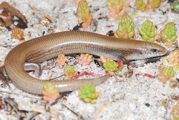 Bedriaga’s Skink - Chalcides bedriagai pistaciae