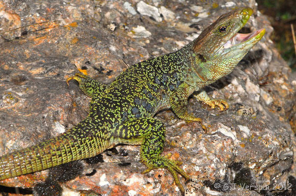 Ocellated Lizard - Timon lepidus lepidus