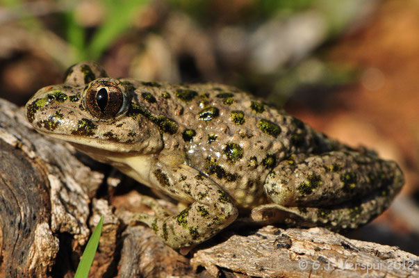 Parsley Frog - Pelodytes species