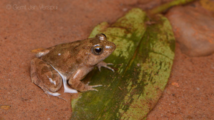 Natal Puddle Frog - Phrynobatrachus natalensis
