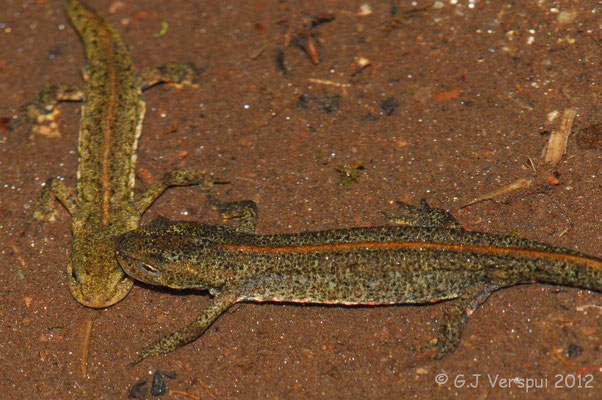 Bosca’s Newt - Lissotriton boscai    In Situ