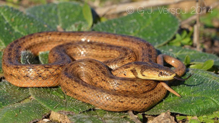 Algerian False Smooth Snake - Macroprotodon cucullatus