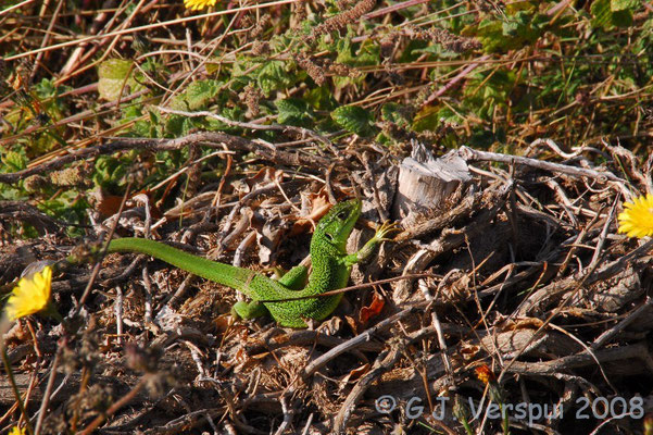 Western Green Lizard - Lacerta bilineata    In Situ