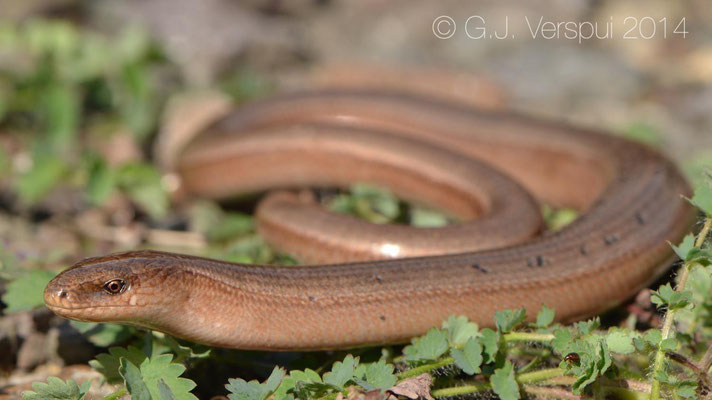 Eastern Slow Worm - Anguis colchica