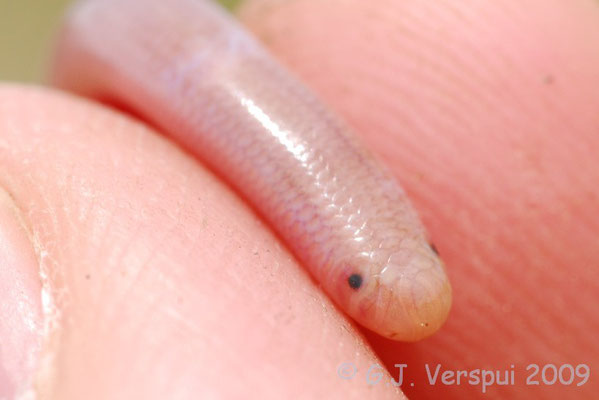 Worm Snake - Typhlops vermicularis 