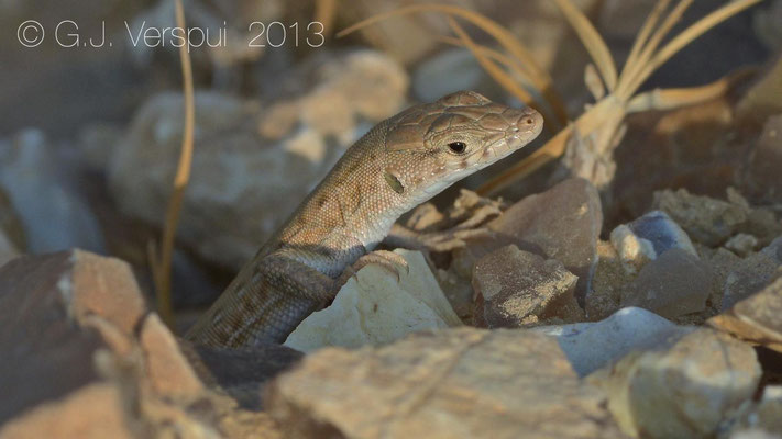 Small Spotted Lizard - Mesalina guttulata    In Situ