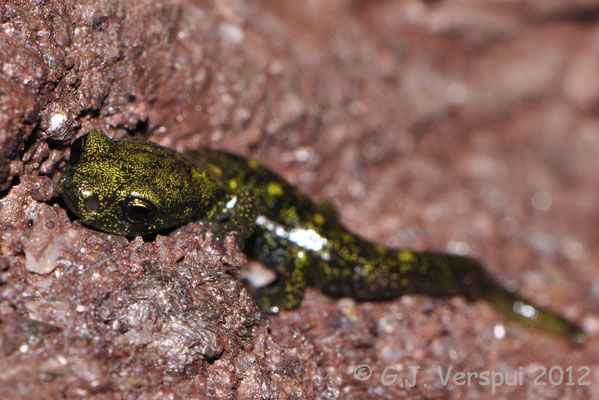 Scented Cave Salamander - Speleomantes imperialis    In Situ