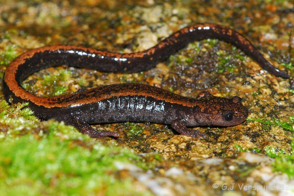 Golden-striped Salamander - Chioglossa lusitanica