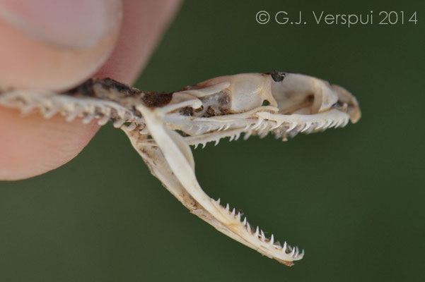Sjoerd's snake, skilled skull geeks, if you know the species, please let me know!