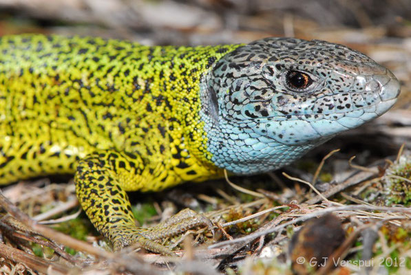 Schreiber’s Green Lizard - Lacerta schreiberi (male)