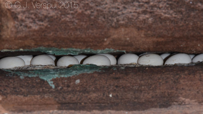 Eggs of Quedenfeldtia trachyblepharus