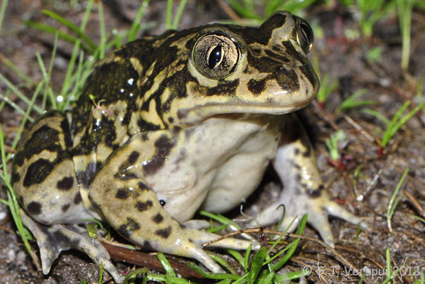 Western Spadefoot Toad - Pelobates cultripes   In Situ