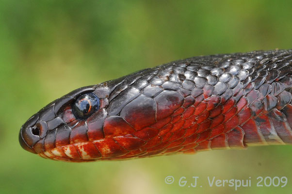 Close up - Black Whip Snake - Dolichophis jugularis