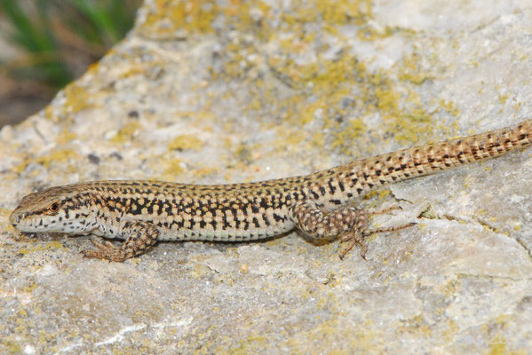 Catalonian Wall Lizard - Podarcis liolepis