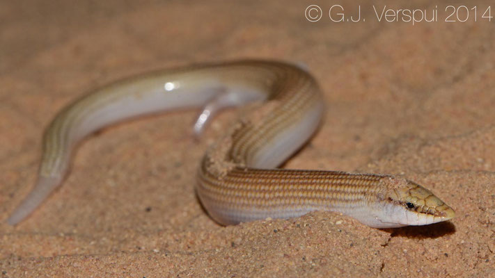 Wedge-Snouted Skink - Chalcides sepsoides
