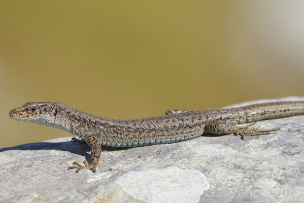 Prokletije Rock Lizard - Dinarolacerta montenegrina 