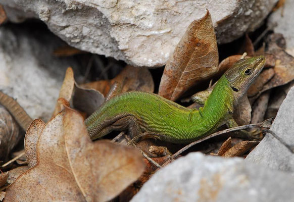 Balkan Wall Lizard - Podarcis Melisellensis   In Situ