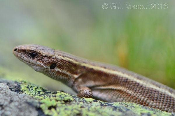 Viviparous lizard - Zootoca vivipara carniolica 